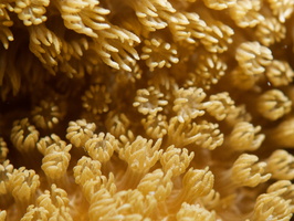 005  Macro of Coral IMG_8655