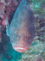 016  Nassau Grouper in Cleaning Station IMG_8679