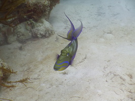 023  Queen Triggerfish IMG_8701