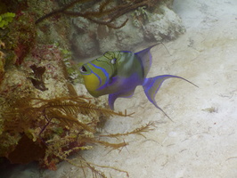024  Queen Triggerfish IMG_8702