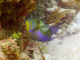 025  Queen Triggerfish IMG_8703