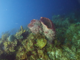 030  Huge Barrel Sponges IMG_8713