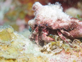 032  White Speckled Hermit Crab IMG_8722