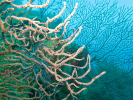 034  Gorgonian Corals IMG_8726