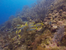 035  Tomtates on Reef IMG_8737
