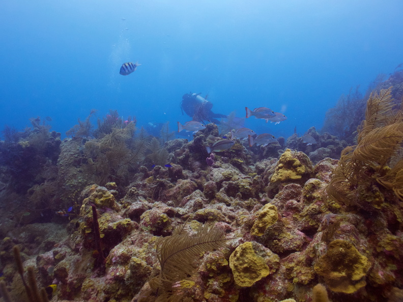 036  Divers on Reef IMG_8738.jpg