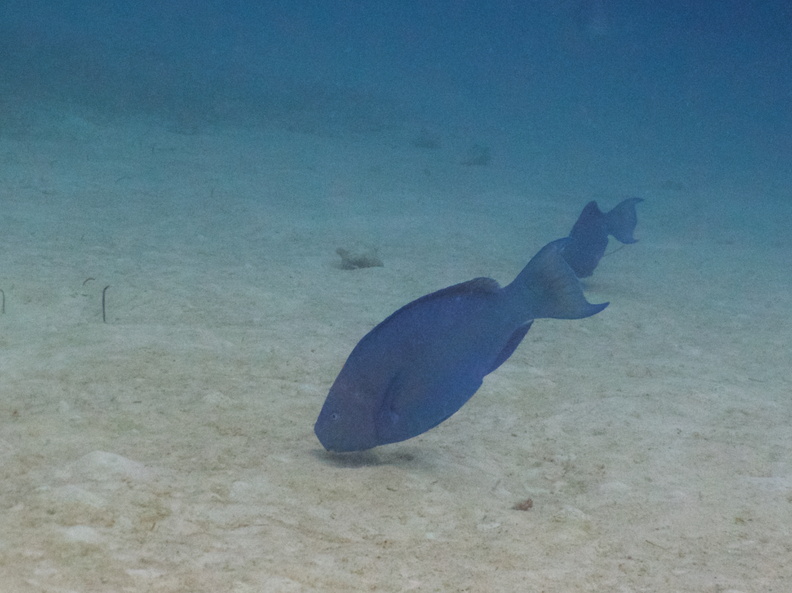 040  Blue Parrotfish IMG_8748.jpg