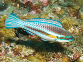 047  Stripped Parrotfish IMG_8768