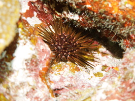 051  Reef Urchin IMG_8777