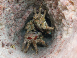 014  Three Channel Cling Crabs in Barrel Sponge IMG_9029