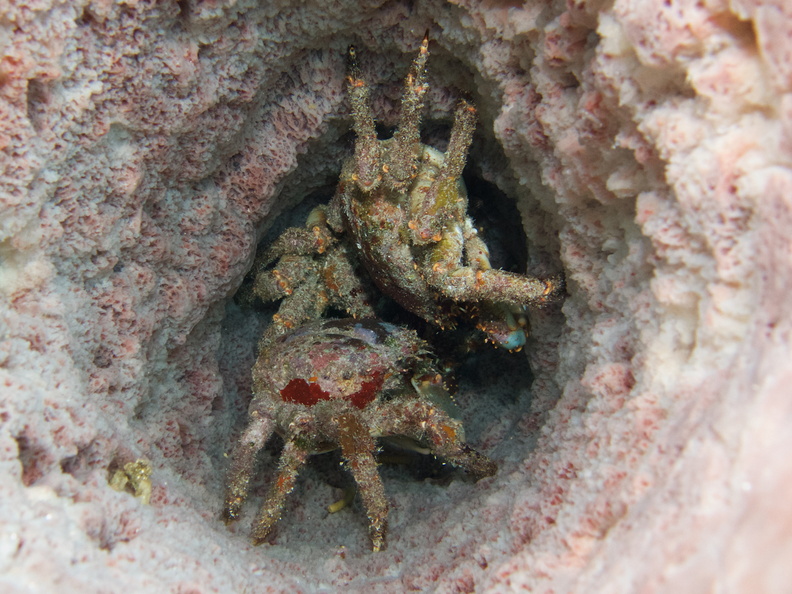 014  Three Channel Cling Crabs in Barrel Sponge IMG_9029.jpg