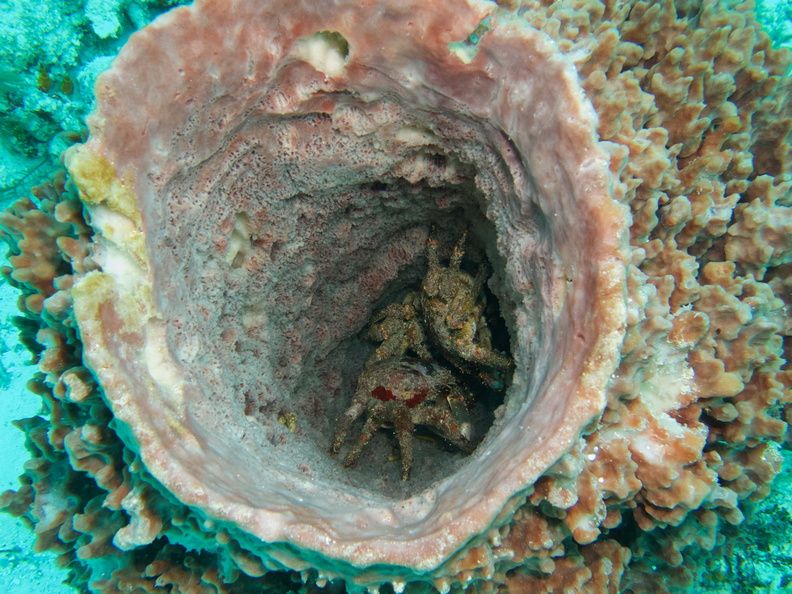 015  \\Three Channel Cling Crabs in Giant Barrel Sponge IMG_9030.jpg