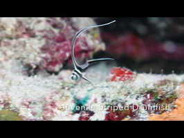 Juvenile Spotted Drumfish