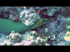 Green Moray