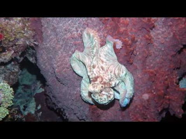 Caribbean Reef Octopus