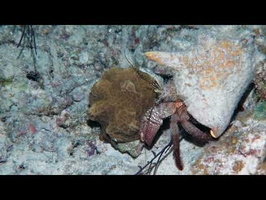 Giant Hermit Crab