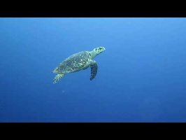 Hawksbill Sea Turtle with Divers