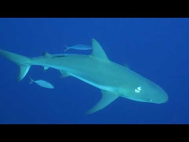 Caribbean Reef Sharks