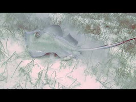 Southern Stingray