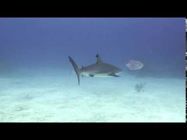 Caribbean Reef Shark