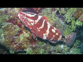 Friendly Nassau Grouper