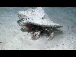 Giant Hermit Crab on the Move
