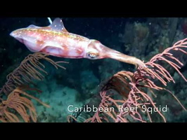 Caribbean Reef Squid