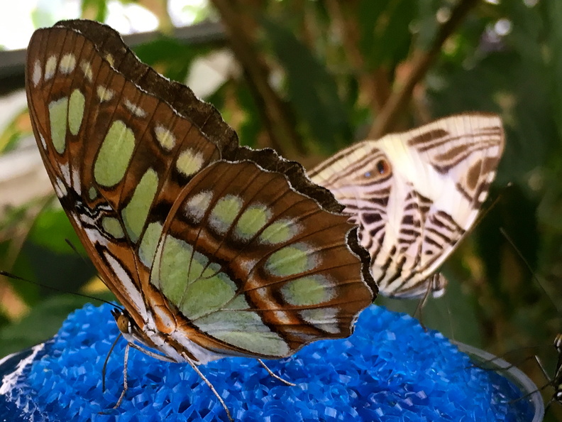 028  Photo Aug 18, 10 58 10 AM.jpg