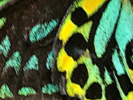 Magic Wings Butterfly Conservancy  5-18-18