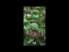Butterfly Love