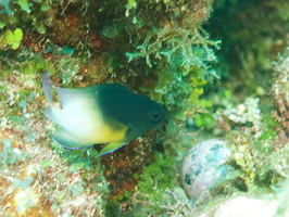 003  Tri Color Damselfish IMG_8360