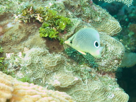 004  Four Eye Butterflyfish IMG_8361