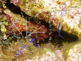 005  Paderson Shrimp IMG_8364