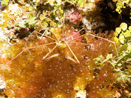006  Yellowline Arrow Crab IMG_8367