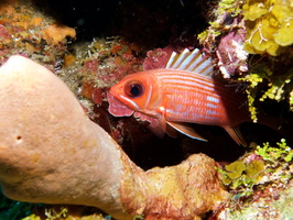 008  Longspine Squirrelfish IMG_8368