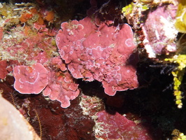 009  Red Algae (?) IMG_8370