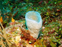 011  Vase Sponge IMG_8378