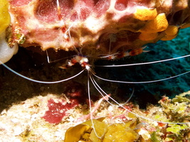 012  Banded Coral Shrimp  IMG_8379
