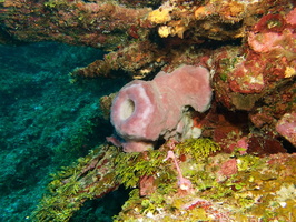 013  Tube Sponge IMG_8380
