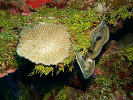 014  Rough Cactus Coral and ?IMG_8381