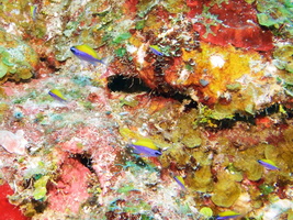 016  Sunshinefish Juvenile  IMG_8385