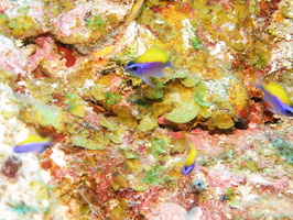 017  Sunshinefish Juvenile MG_8387