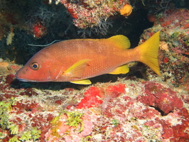 018  Schoolmaster IMG_8394