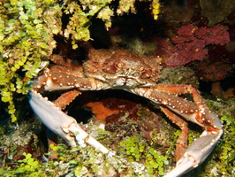 019  Channel Cling Crab IMG_8396