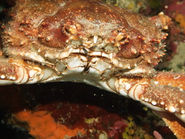 020  Channel Cling Crab IMG_8397
