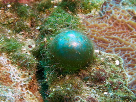 021  Sea Pearl IMG_8400