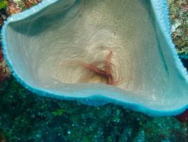 022  Brittle Starfish in Vase Sponge IMG_8402