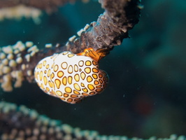 024  Flamingo Tongue IMG_8406