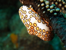 025  Flamingo Tongue IMG_8409