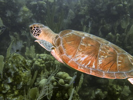 028  Green Sea Turtle  IMG_8414